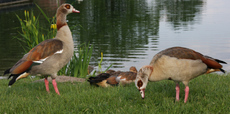 1-Nilgänse 005.jpg